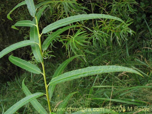 Фотография Salix viminalis (Sauce mimbre). Щелкните, чтобы увеличить вырез.